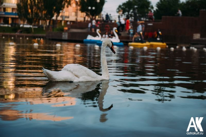 Лебединое озеро в Астрахани